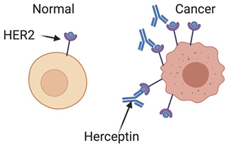 Herceptin